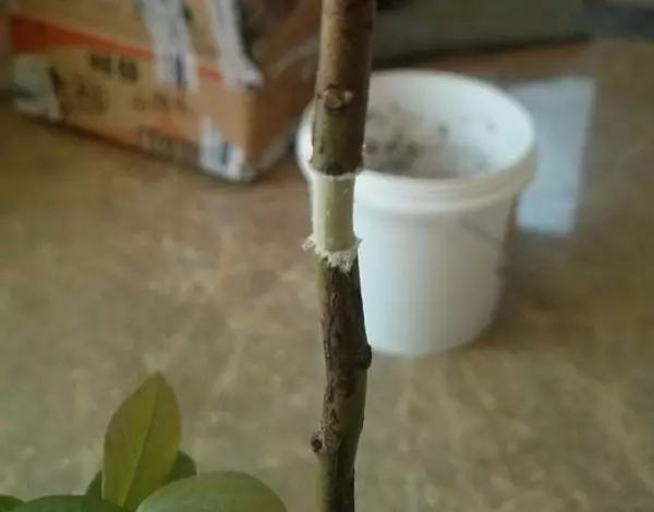 剩水果可以干啥