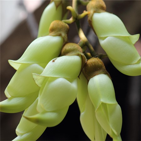 禾雀花怎么繁殖视频