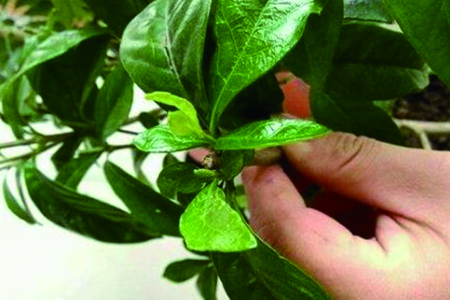 栀子花什么时候开怎么养才能开花多