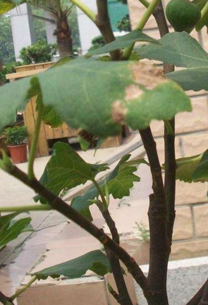 无花果插土里面多久生根