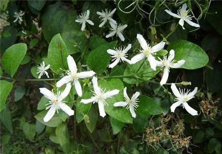 威灵仙的养殖方法和注意事项(威灵仙的养殖方法和注意事项及禁忌)