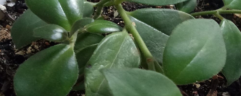 阳台如何养金鱼吊兰需要注意什么(金鱼吊兰对阳光有什么要求)