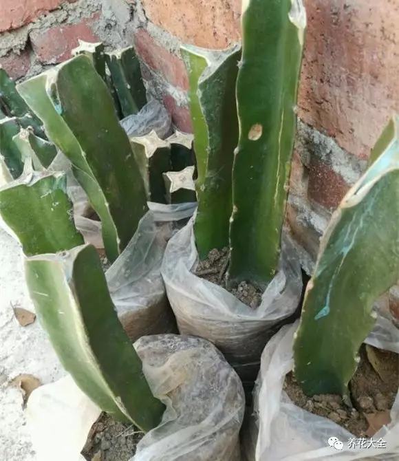 剩水果可以干啥