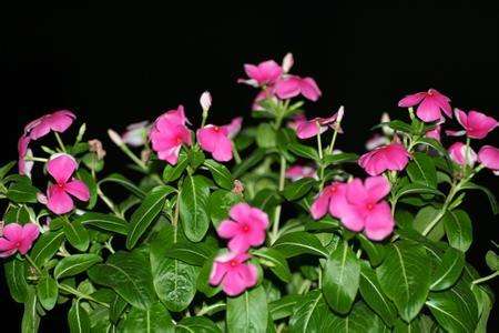 四季梅的养殖方法和注意事项长春花