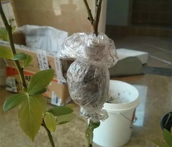 剩水果可以干啥