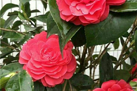 山茶花怎么繁殖(图)