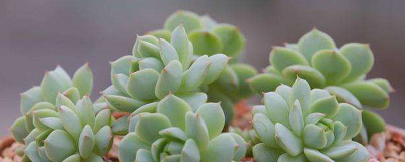 多肉如何养成老桩(多肉植物如何养成老桩)