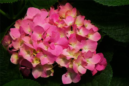 八仙花扦插多久生根