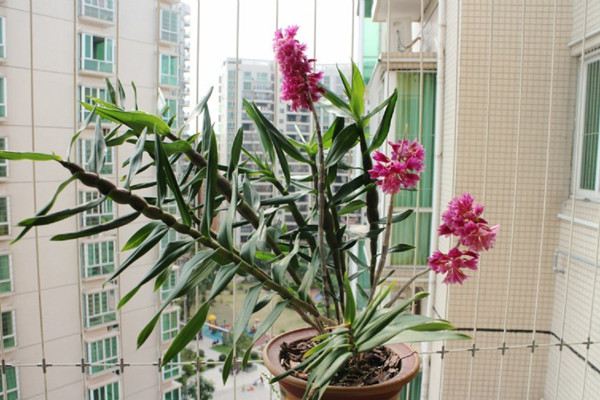 红花石斛什么时候开花(红花石斛什么时候开花的)