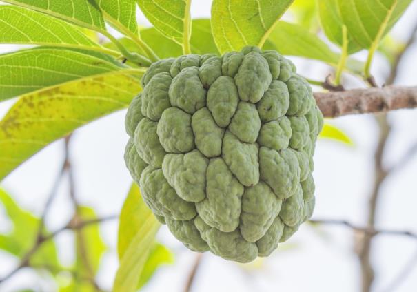 吃释迦果会上火吗寒性清热解毒补脾胃高糖痰湿内生(释迦果吃了会不会上火)