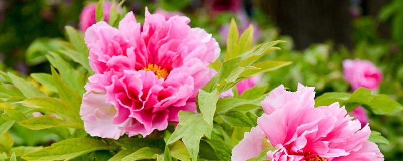 牡丹花刚栽要浇水吗(牡丹花刚栽要浇水吗怎么浇)