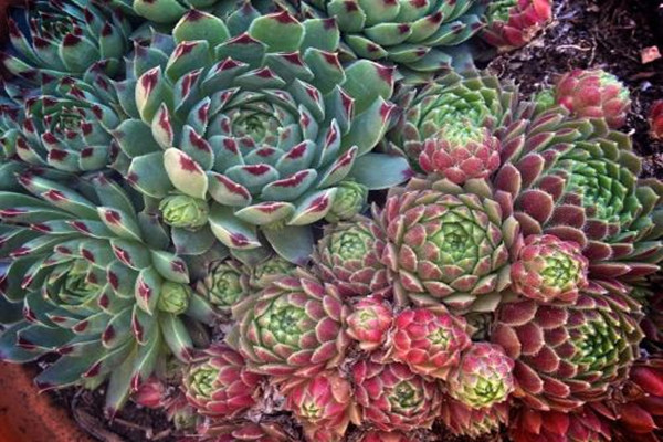 冬天还能开始栽培多肉吗(冬天栽种多肉容易成活吗)