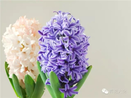 耐寒又不怕晒的植物