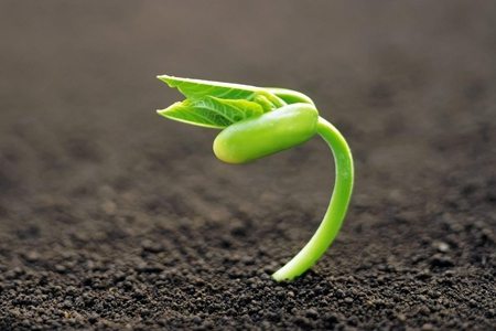 八仙花扦插多久生根