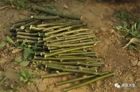 夏天扦插要套上塑料袋吗