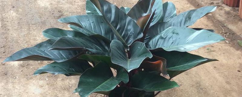 金钻冬天怎么养(金钻冬天怎么养护和浇水)