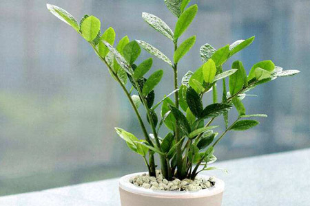 金钱树烂根怎么修剪