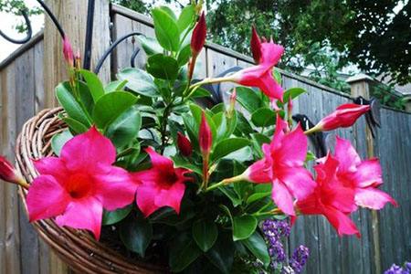 适合家里养的18种花的图片