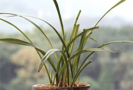 冬天暖气房养花要诀