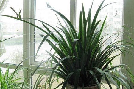 巴西鸢尾叶子太长怎么办呢