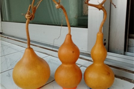 怎么让葫芦快速的变红变亮