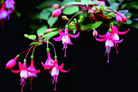 适合家里养的18种花的图片