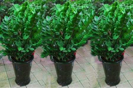 金钱树掉叶子怎么挽救