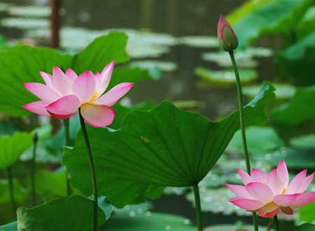 荷花开花后怎么办(荷花开完之后是什么)