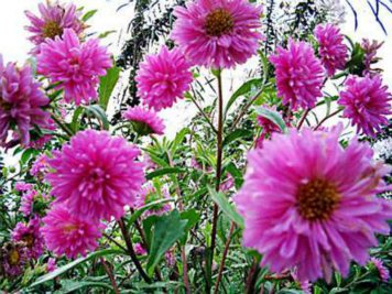 翠菊的栽培要点