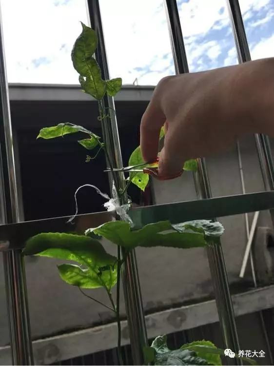 剩水果可以干啥