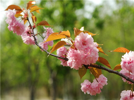 日本晚樱扦插多久生根