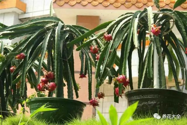 剩水果可以干啥