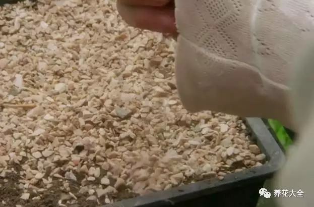 剩水果可以干啥