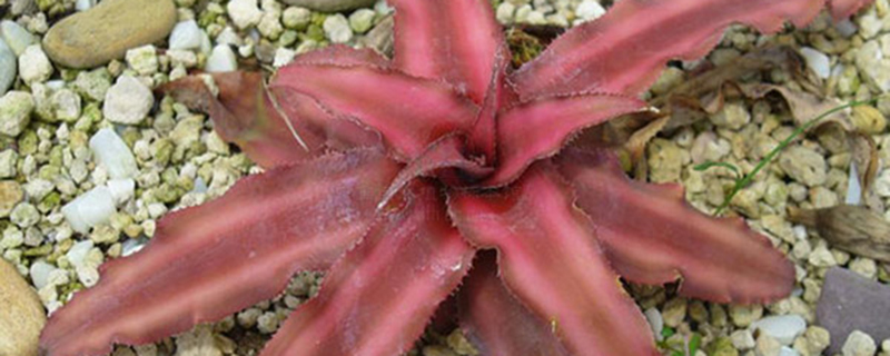 姬凤梨的繁殖方法(姬凤梨怎么生根)