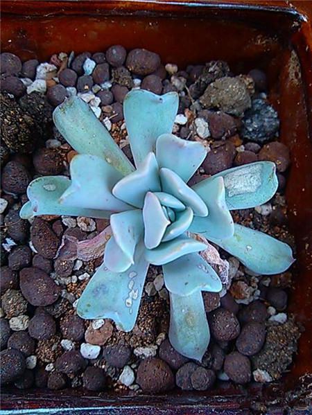 特玉莲长了很多侧芽要剪掉吗