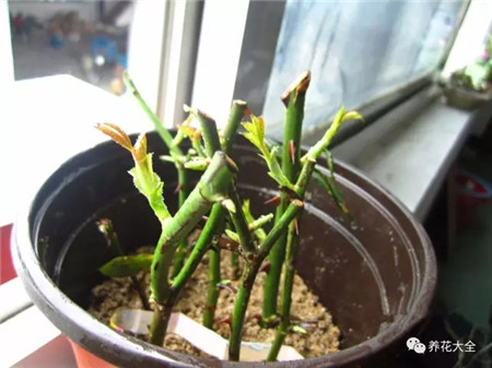 夏天扦插要套上塑料袋吗