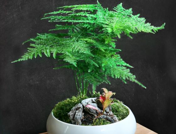 养文竹为什么对人不好