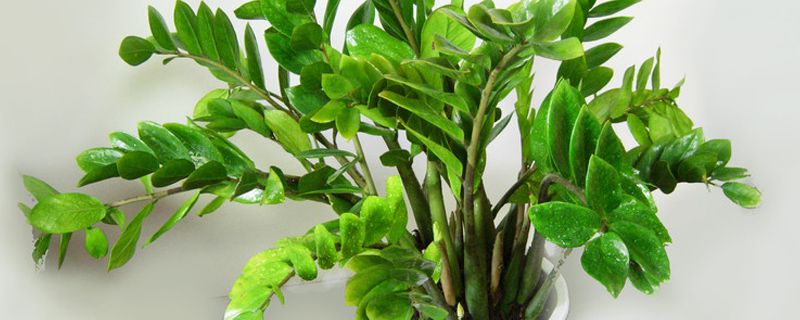 金钱树烂根剪掉后咋种(金钱树烂根怎么修剪)