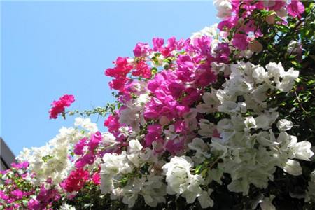 适合家里养的18种花的图片