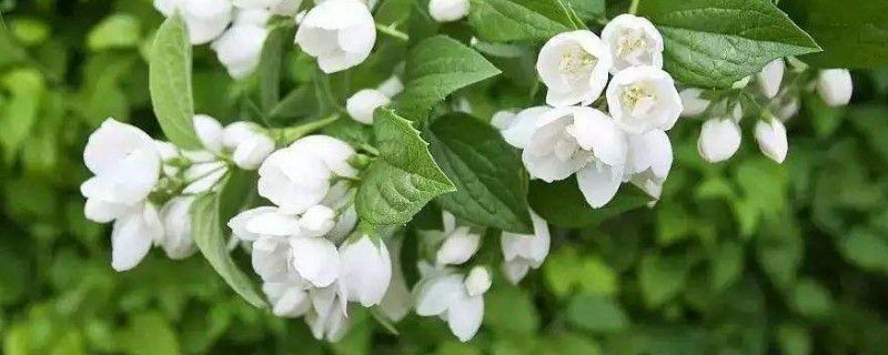 茉莉的修剪方法叶子蔫了怎么办(怎样给茉莉修剪枝子)