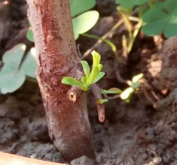 剩水果可以干啥