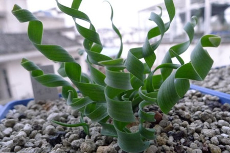 弹簧草的品种有多少