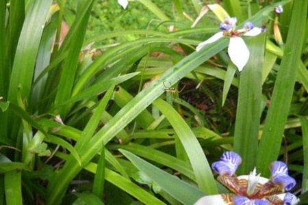 巴西鸢尾叶子太长怎么办呢