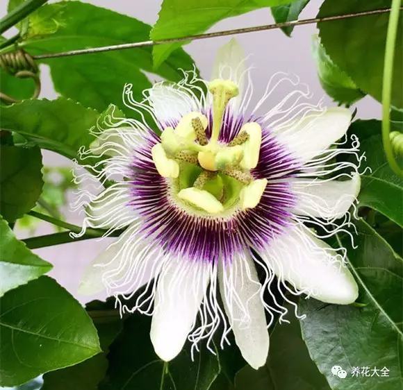 剩水果可以干啥