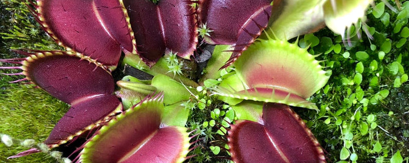 捕蝇草的特点对人有危害吗(捕蝇草的用途)