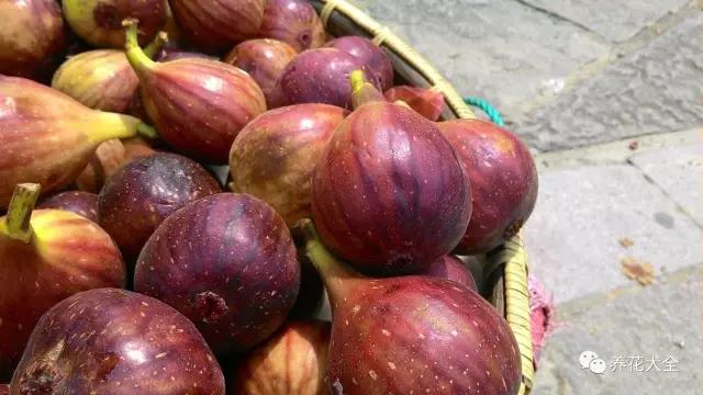 剩水果可以干啥