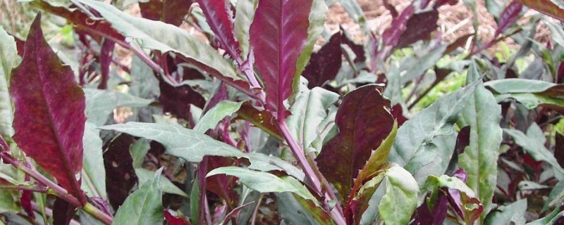 紫背菜的养殖方法和注意事项(紫背菜有什么功效?)