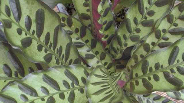 箭羽竹芋的养殖方法和注意事项(箭羽竹芋图片)