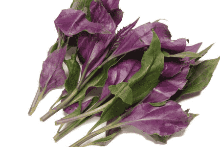 紫背菜有什么功效?