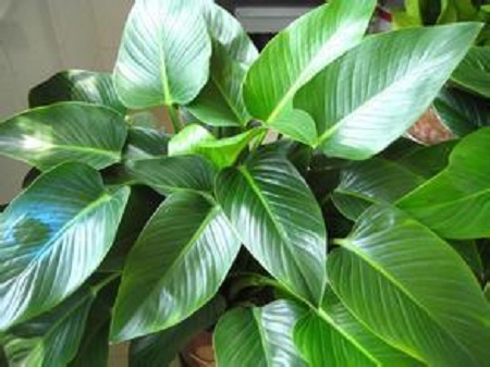 金钻冬天怎么养护和浇水